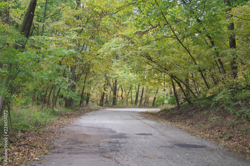 Autumn Trees along a Road