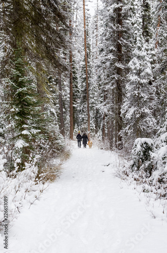 Couple Walking Dog in Forest on Snowy Morning in Winter