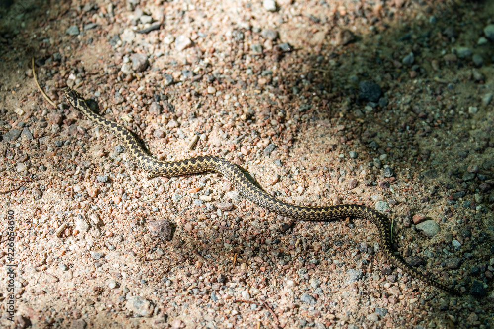 Common viper blends in on a sunny path on the island of Seili, in the Åland Islands, Finland. Common viper blends in on a sunny path on the island of Seili, in the Åland Islands, Finland.