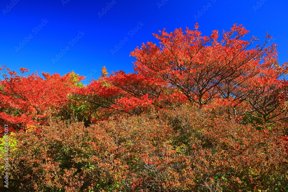 Fototapeta premium 紅葉の栗駒山