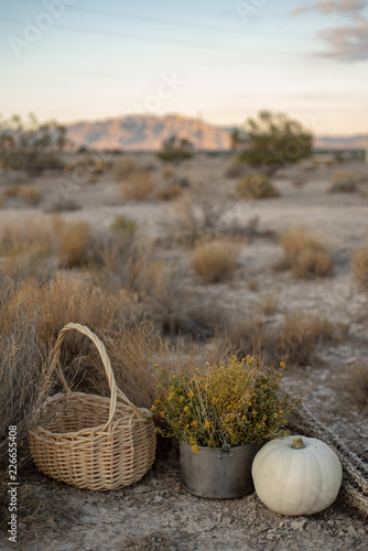 white pumpkin, yellow desert wildflowers, dried cactus, basket in Mojave desert autumn desert plants and earth photo