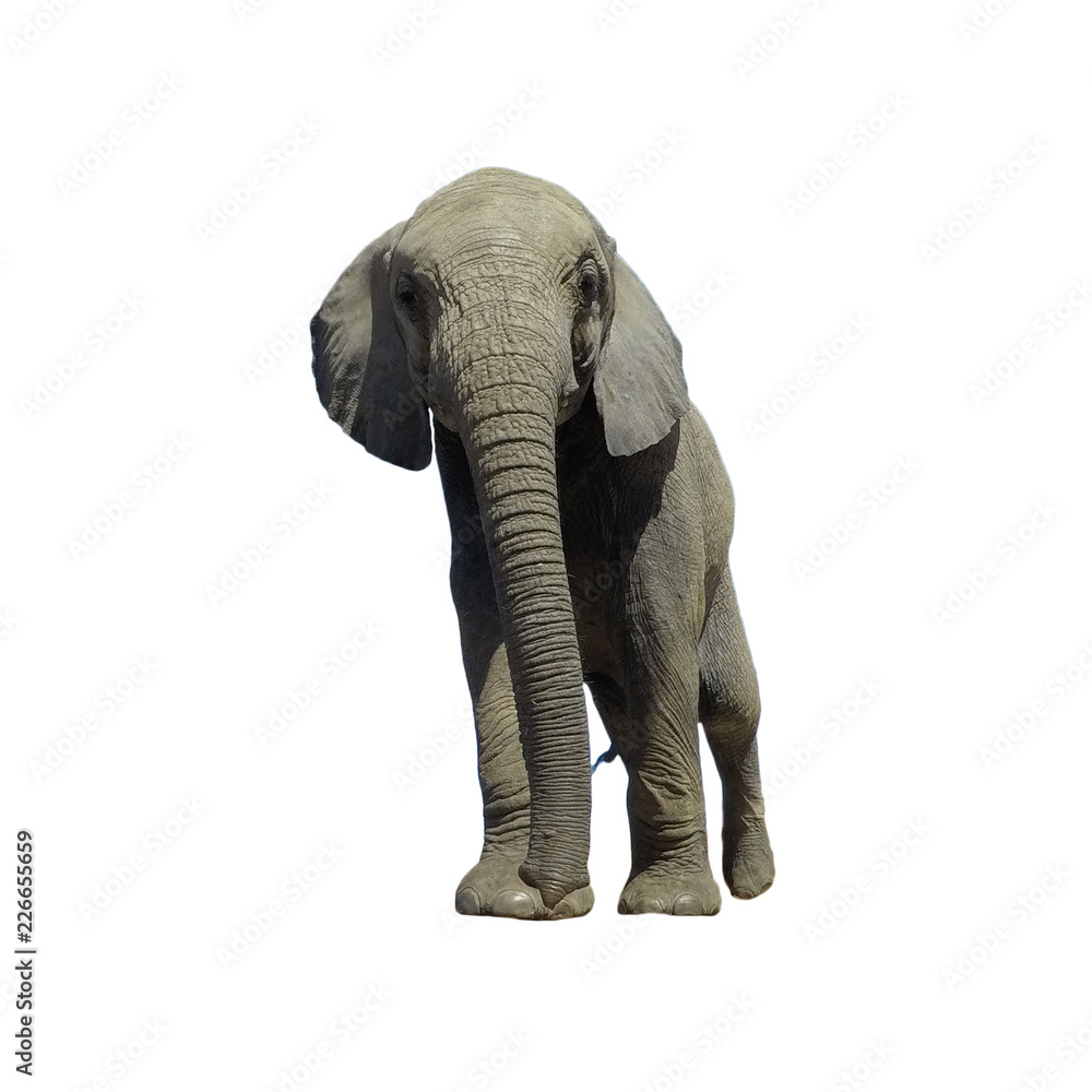 Obraz premium Baby Elephant isolated on white background 