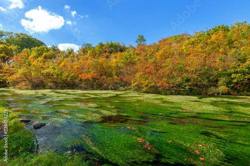  【青森県八甲田山中グダリ沼】神秘的なグダリ沼の清流には水草バイカモが生い茂り、紅葉の時期にもまだ花満開