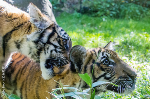 Juvenile Tiger Cub Siblings Playing, Biting Back