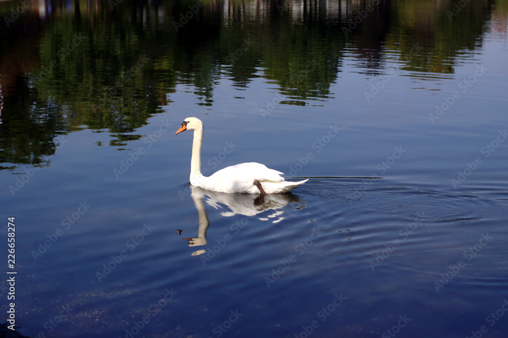 Fototapeta premium Swan on Lake with reflection