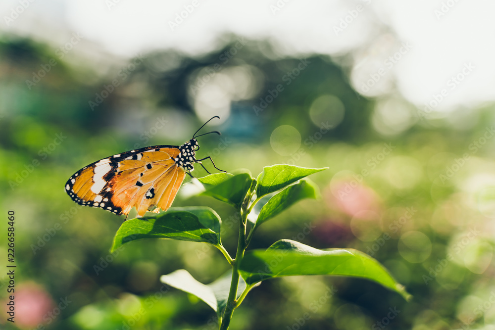 Obraz premium Closeup monarch butterfly on flower n blurred yellow sunny background, Copy space for your text.