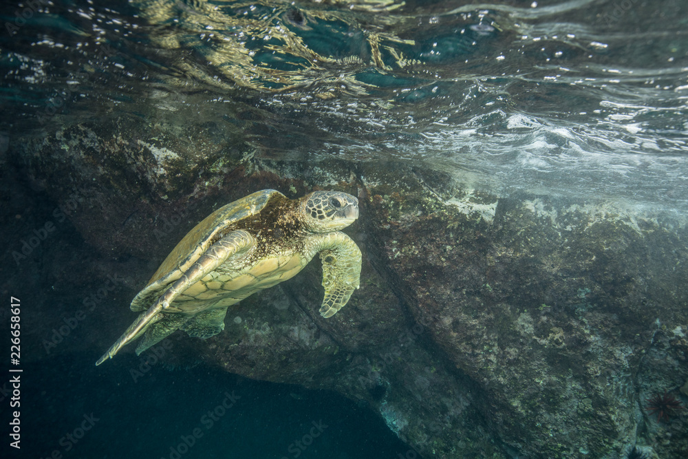 Obraz premium Hawaiian Green Sea Turtle