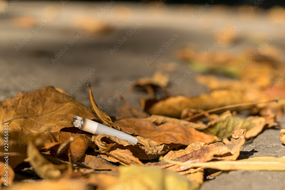 cigarette butt lies on the asphalt path on the fallen autumn leaves cigarette butt lies on the asphalt path on the fallen autumn leaves