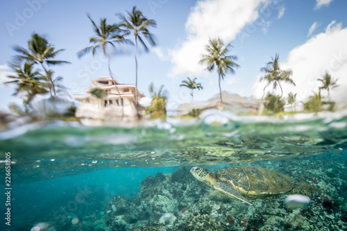 Hawaiian Green Sea Turtle © Drew