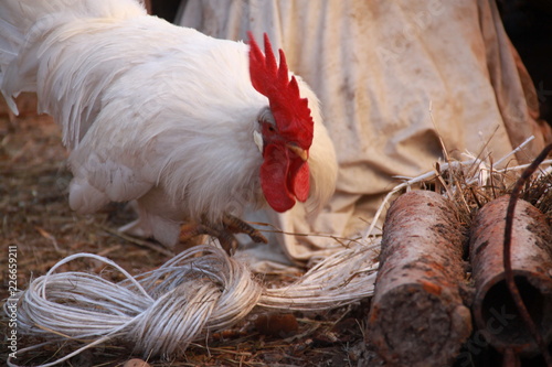 hen and chicks