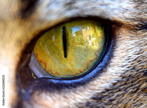 Cats eye photo