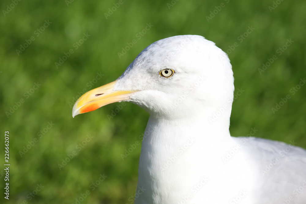 the head of the Seagull on a background of green the head of the Seagull on a background of green