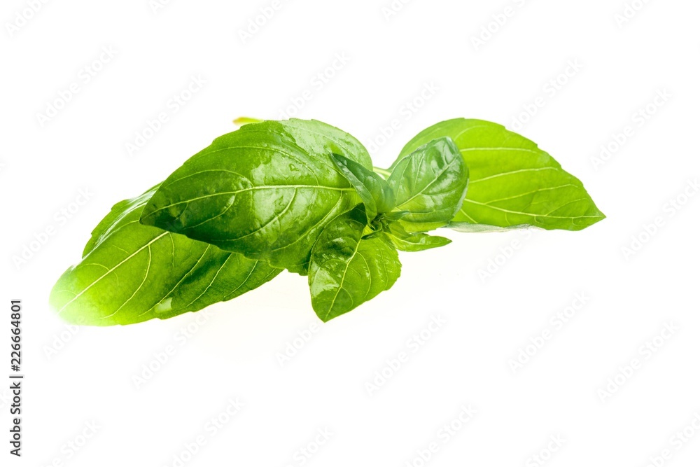 Obraz premium Basil Leaves