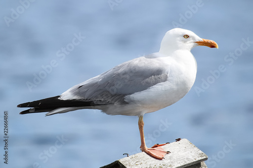 Closeup of a Herring Gull with a blue background photo