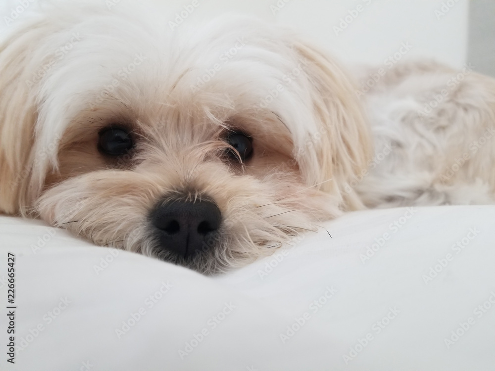 Sweet Morkie Puppy looking directly at the camera.