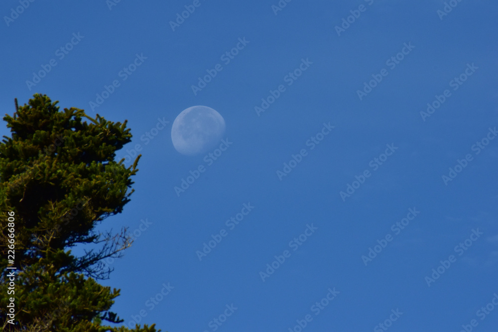 Naklejka premium 朝の月と樹木
