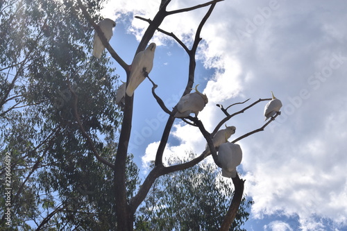 Cockatoo in the wildlife