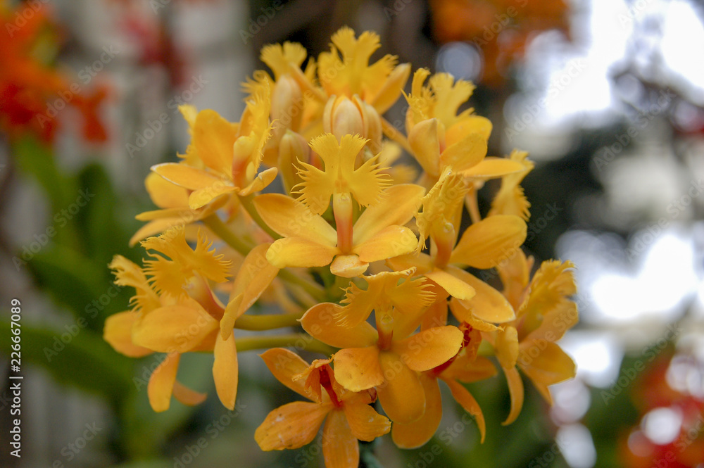 Fototapeta premium Colourful Cymbidium flower is a genus of 52 evergreen species in the orchid family