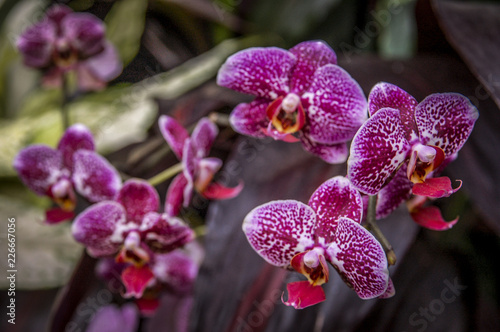 Colourful Cymbidium flower is a genus of 52 evergreen species in the orchid family