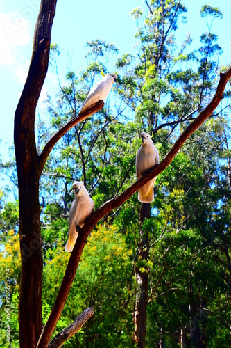 Cockatoo in the wildlife