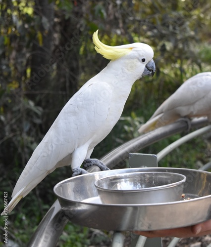 Cockatoo in the wildlife
