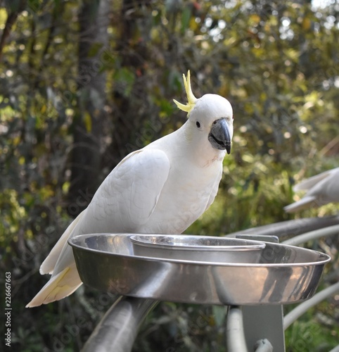 Cockatoo in the wildlife