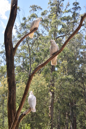 Cockatoo in the wildlife