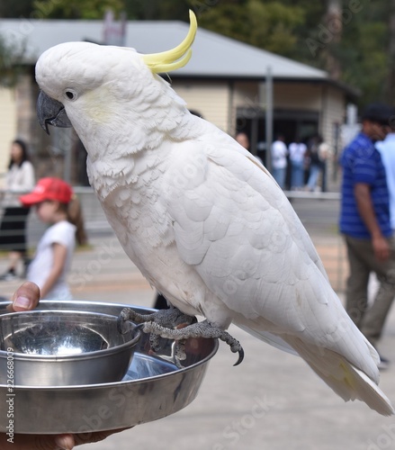 Cockatoo in the wildlife