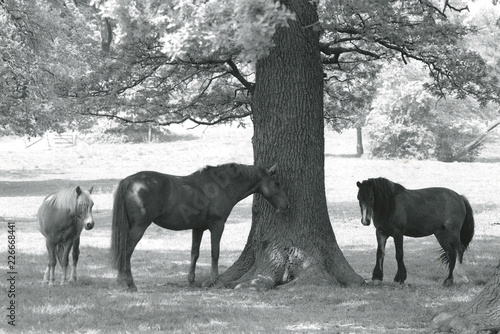 horses taking shade under tree © david hughes