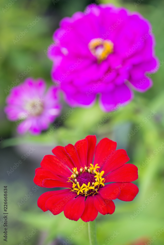 ピンクをバックに朱色の百日草の花 Stock Photo Adobe Stock ピンクをバックに朱色の百日草の花 Stock Photo Adobe Stock