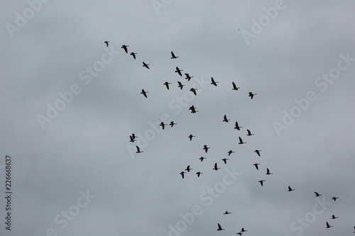 flock of birds © Gordon