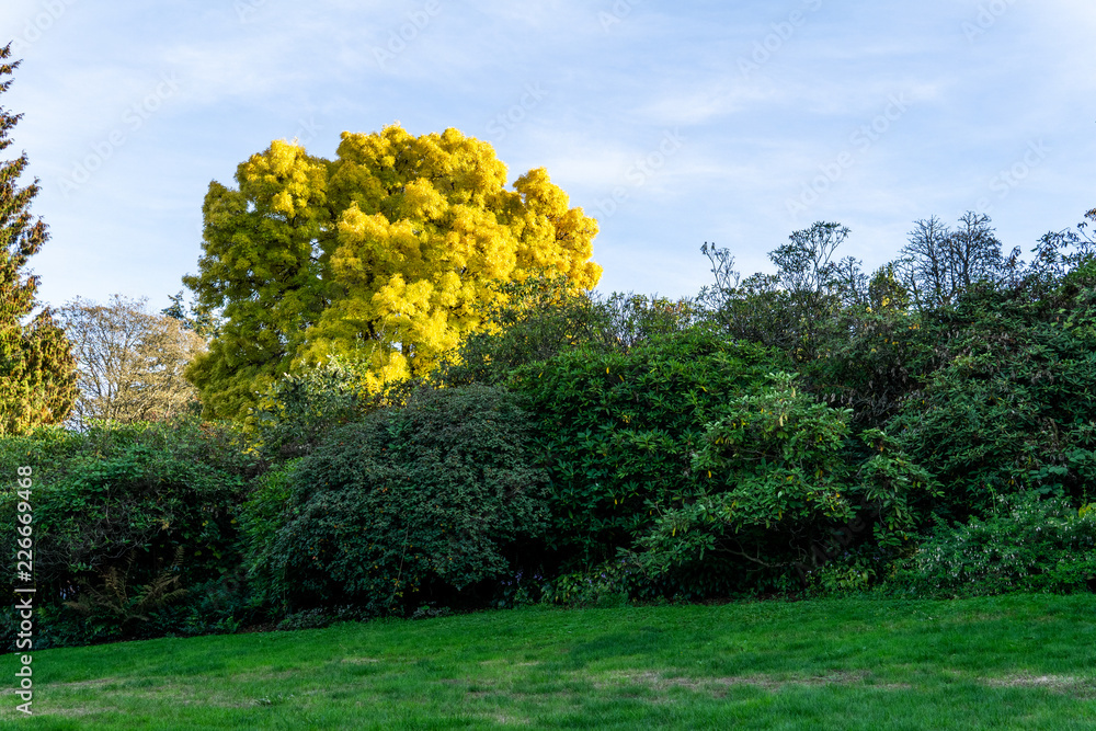 Fototapeta premium Green park in early autumn with clear sky.