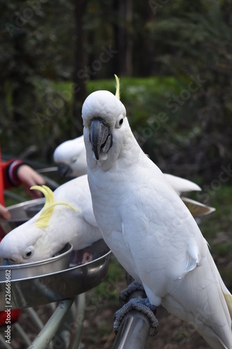 Cockatoo in the wildlife