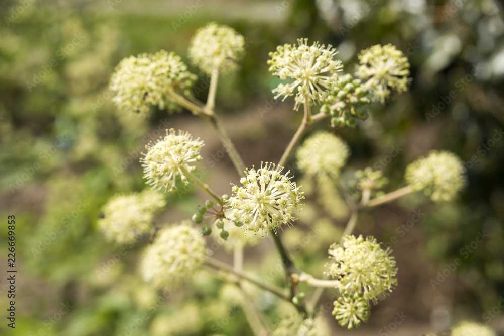 ウドの花のアップ ウドの花のアップ