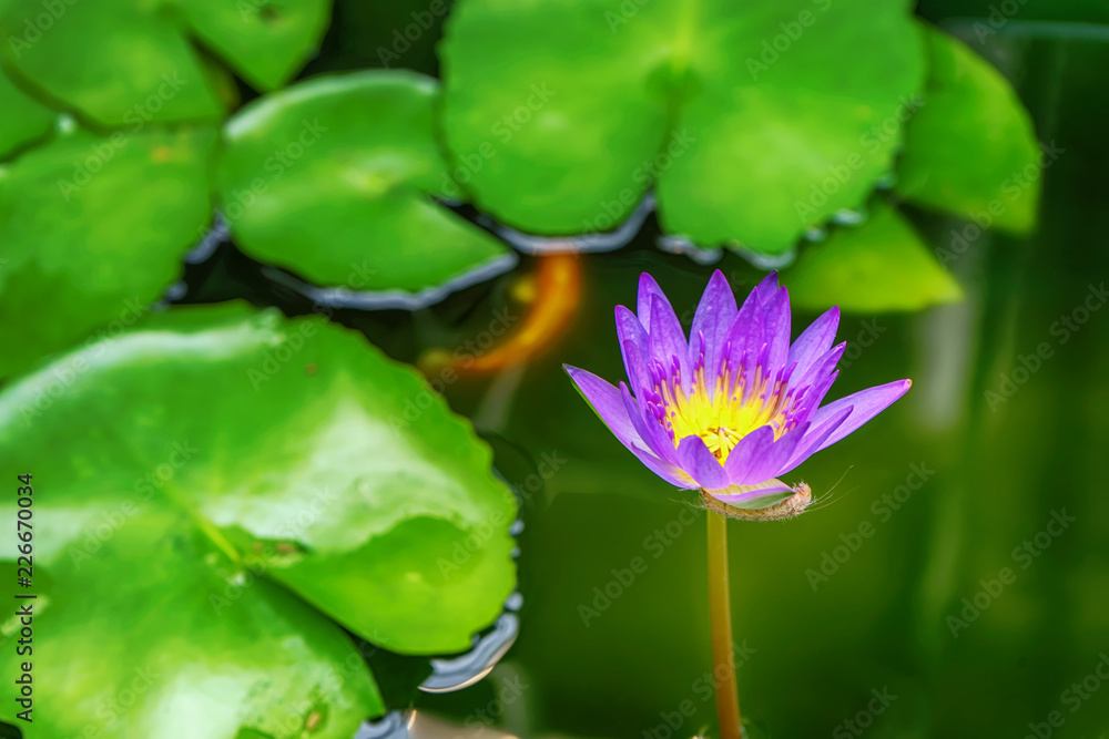 Lotus is many colors and beautiful in ponds, is a symbol of Buddhism. Lotus is many colors and beautiful in ponds, is a symbol of Buddhism.