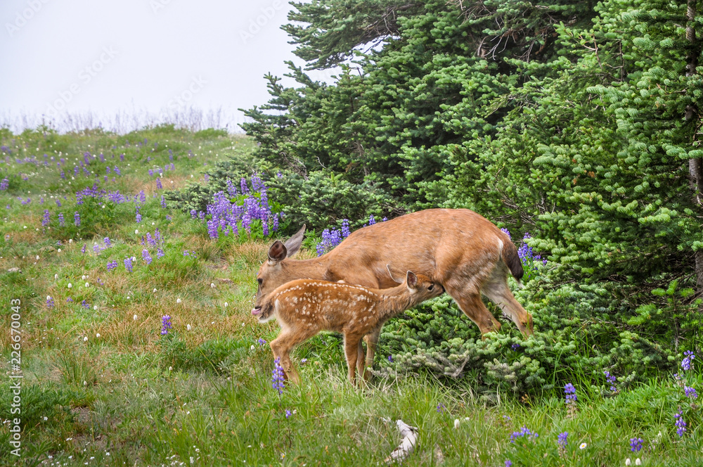 Nursing fawn and doe Nursing fawn and doe
