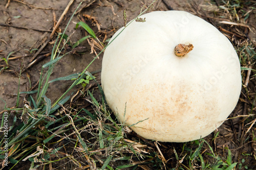 White gourd pumpkin ready for fall season picking