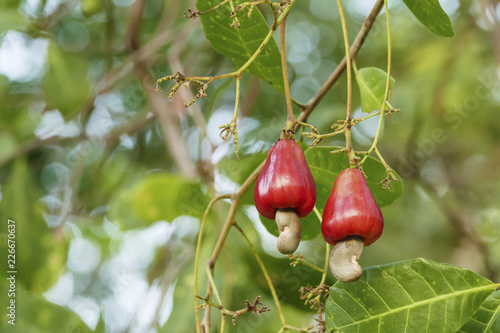 Cashew nuts on tree