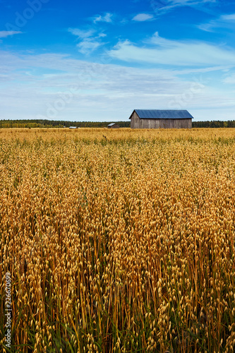 Barns On The Oat Fields