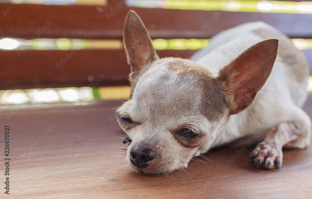 Chihuahua dog Chihuahua dog