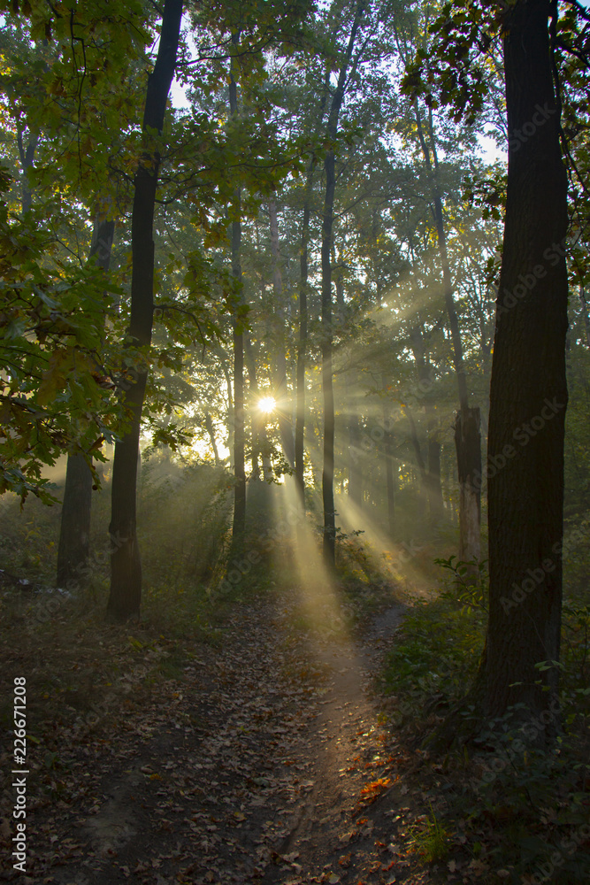 Obraz premium Morning freshness in a beautiful autumn face, a ray of sunshine passes through the branches of redays at dawn