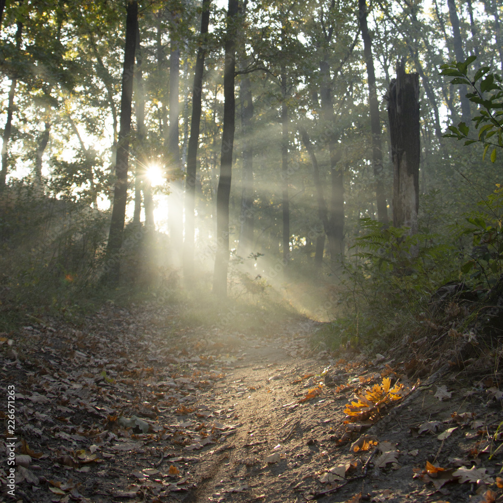 Obraz premium Morning freshness in a beautiful autumn face, a ray of sunshine passes through the branches of redays at dawn