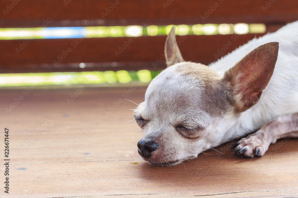 Chihuahua dog Chihuahua dog