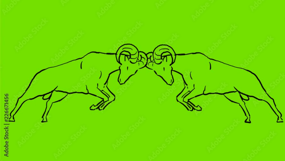 2d Animation motion graphics showing a drawing of two bighorn sheep rams butting heads in a rut for dominance in mating season on white and green screen with alpha matte in HD high definition. 2d Animation motion graphics showing a drawing of two bighorn sheep rams butting heads in a rut for dominance in mating season on white and green screen with alpha matte in HD high definition.