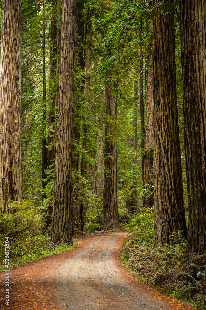 Fototapeta premium A Hiking trail in the Redwood State Park, California
