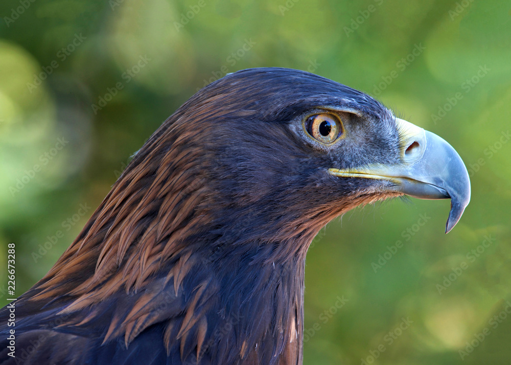 Fototapeta premium Portrait profile view of one Golden Eagle. For centuries, this species has been one of the most highly regarded birds used in falconry.