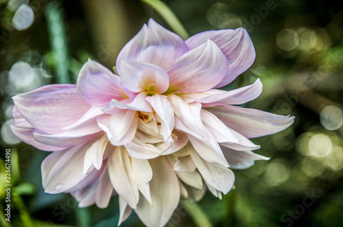 Close-Up of beautiful Pink and White Peony rose Blooming Outdoors 