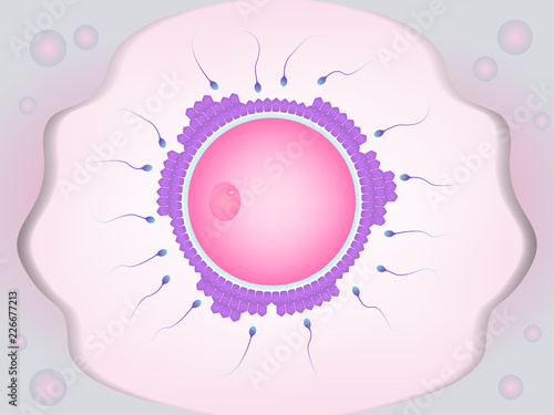 Sperm is fertilized with egg cel, Human fertilization in uterus of an ovum and a spermatozoon. 