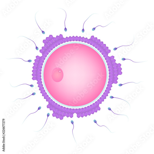 Natural fertilization of human fertilization in uterus of an ovum and a spermatozoon. 