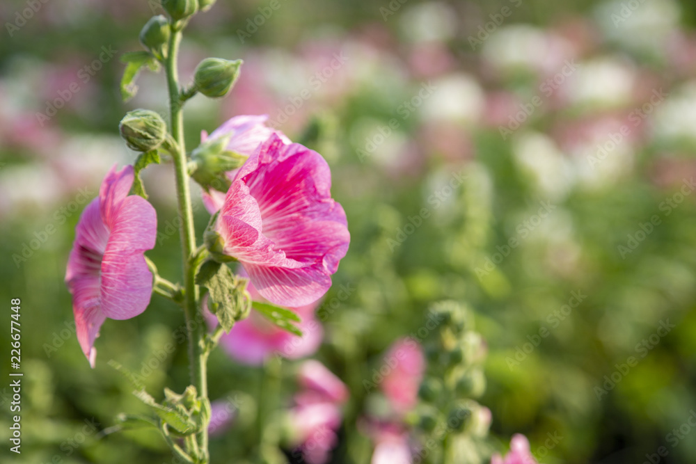 Hollyhocks flower in the garden Hollyhocks flower in the garden